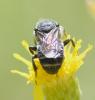 Stelis punctulatissima
